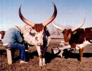 George Ansley milking one of his Foundation Pure cows.