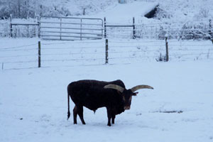 I'm a long way from anything warm. (La Dorada Bojangles, by Gloria Wheaton)