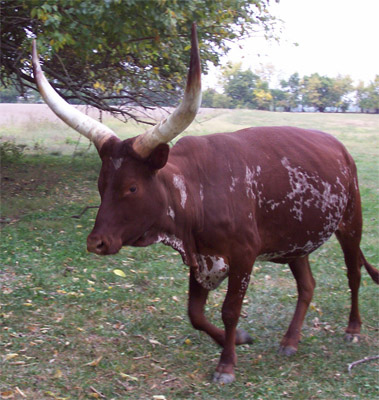 Foundation Pure Cow (Photo courtesy Becky Lundgren)