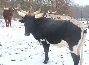 Winter at Glory Be Ranch (Photo courtesy Gloria Wheaton)