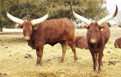 Happy cows awaiting petting.