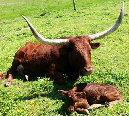 A happy momma with her baby. (The Wheatons)