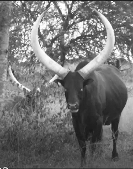 Ankole-Watusi In Africa