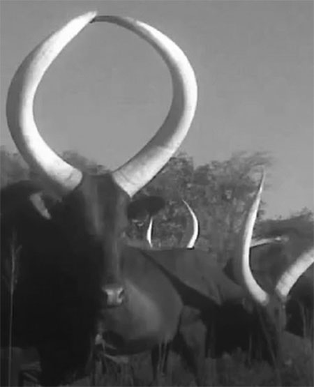 Ankole-Watusi In Africa