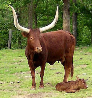 Momma watches over her new baby. (Photo courtesy Gloria Wheaton)