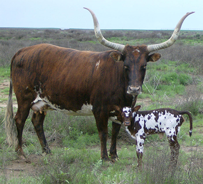 1/2 PC Bessie Mae Brindle with 3/4 PC heifer (Photo courtesy Pat Goree)