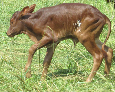 Twenty minute old FP bull calf (Photo courtesy Becky Lundgren)