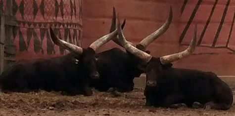 Ankole-Watusi at the Pairi Daiza Zoo, Belgium (Photo by Tom Donnelly)