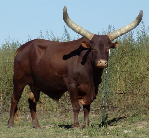 Merlin, FP Bull (The Gorees)