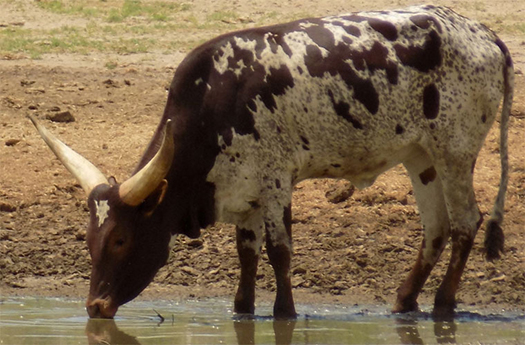 African Orchid, FP Heifer (The Gorees)