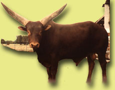  Ankole-Watusi cattle