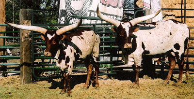 Some of Chris Cox's cattle on display.
