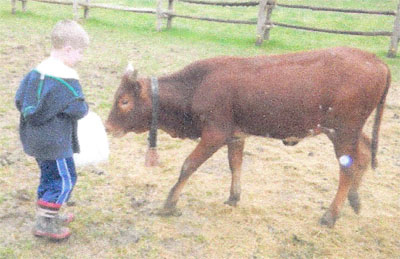 Chris Cox's grandkid playing with a calf.