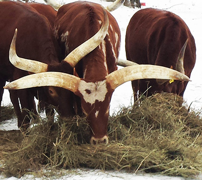 Cold hooves; warm hay! (Lundgren Family)
