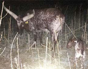 Night-time calving. (Rovey Family)