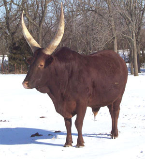 La Dorada Red Eagle, Foundation Pure Bull (Photo courtesy Becky Lundgren)