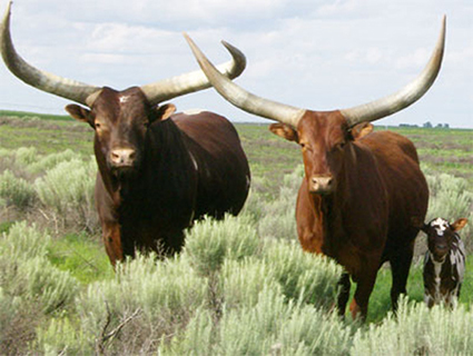 Foundation Pure Bull, Cow, And Calf (Larry/Pat Goree)