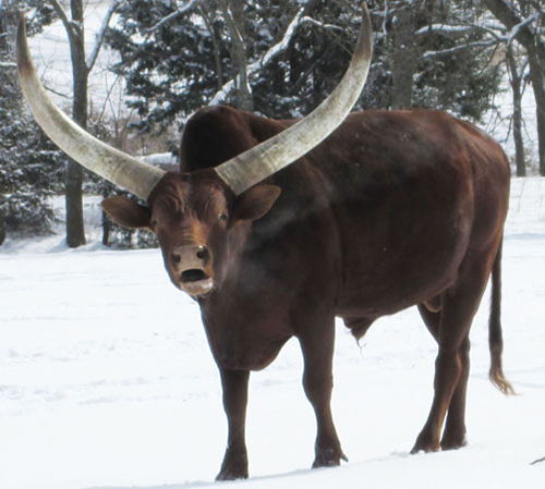 "Snow, snow, snow, snow ... snow!" (Photo courtesxy Becky Lundgren)