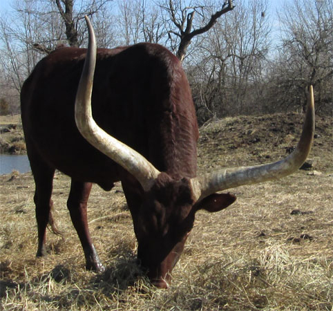 Foundation Pure Cow Eating Breakfast (Photo courtesy Becky Lundgren)