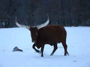 Okay, that's it!! I'm going to go south for the rest of the winter!! (Photo by Michelle Stanley.)