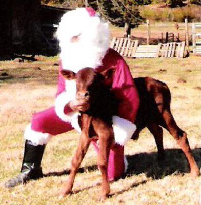 Santa With Forrest Zump, Percentage Bull Calf. Photo courtesy Gloria Wheaton.