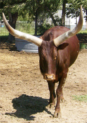 FP Cow (Photo courtesy Pat & Larry Goree)