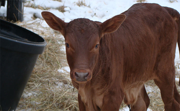 I can't steal Mom's grain. ;-(.