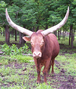 La Dorada Typhoon, FP Bull, 14 Years Old (Photo courtesy Becky Lundgren)