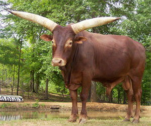 La Dorada Bojangles, FP Bull (Photo couresy Gloria Wheaton)