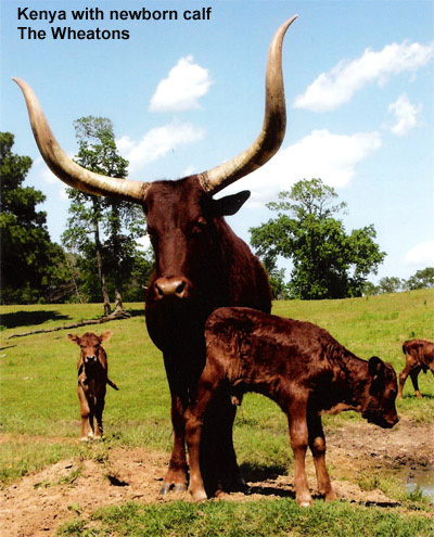 Kenya With Her Newborn Calf (Photo courtesy the Wheatons)