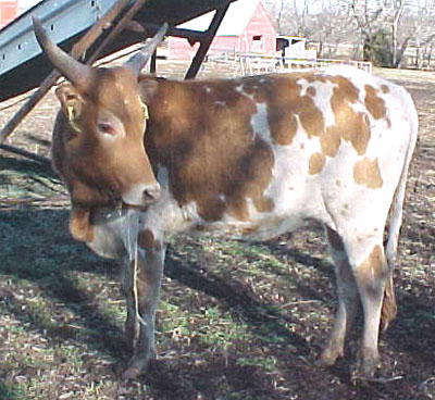 Native Pure Yearling Heifer, The Lundgrens