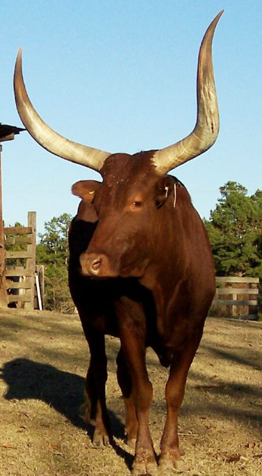 Adult Cow