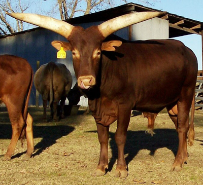 La Dorada Bojangles, 2 year old FP Bull, The Wheatons