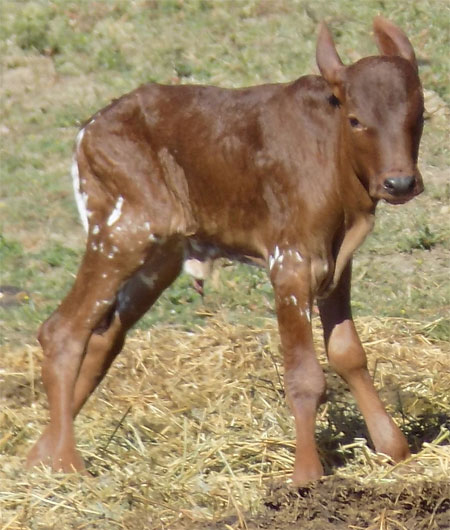 Newborn FP Heifer (Becky Lundgren)