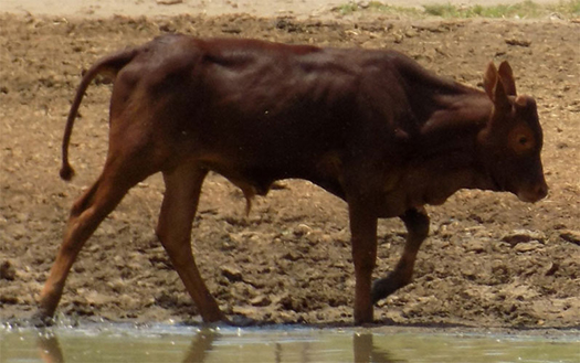 FP Calf (Pat/Larry Goree)