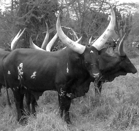 Cattle In Africa