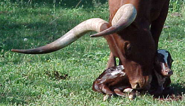 Mother Love. (Becky Lundgren)