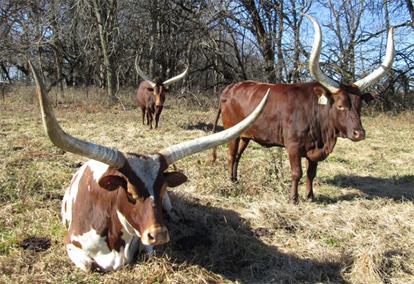 LFoundation Pure Ankole-Watusi