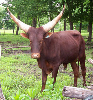 La Dorada Mojo, Foundation Pure Bull, 2 Years Old. (Photo courtesy Becky Lundgren)