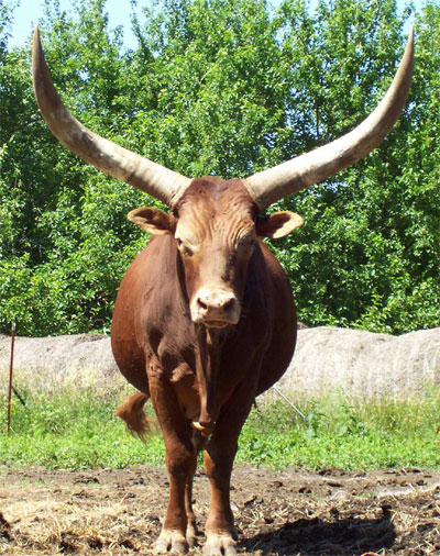 La Dorada Typhoon, Foundation Pure Bull, wonders if Meredith will show up soon for the daily horn-scratching session. (Photo courtesy Becky Lundgren)