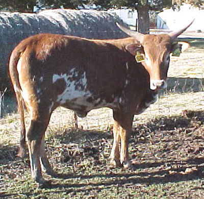 Native Pure Yearling, Beth Lundgren.