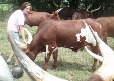 Grace Fritz petting some of Beth Lundgren's steers.