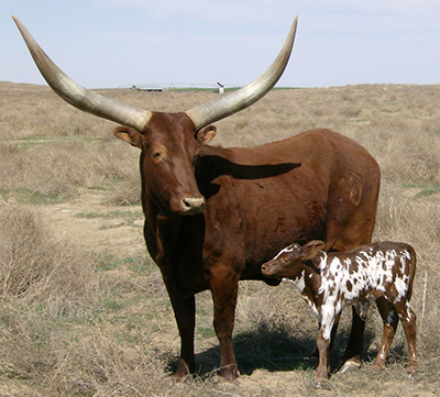 Prairie Fox (NP Cow) and her bull calf. (Pat & Larry Goree)
