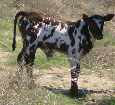 Prairie Fox's bull calf. (Pat & Larry Goree)