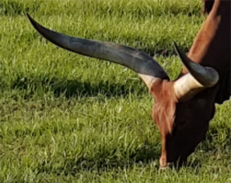 Red cow, green grass.