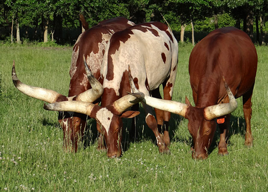 We like to line up at the buffet. (Michelle Stanley)