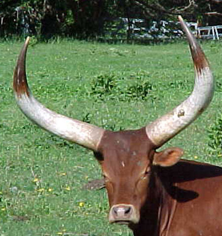 Foundation Pure Ankole-Watusi Cow (Becky Lundgren)