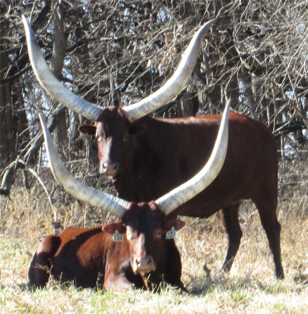 Perfectly framed. (Becky Lundgren)