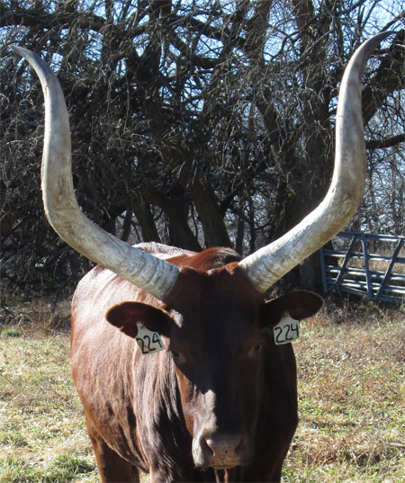 I have the breed-famed lyre horns. (Becky Lundgren)