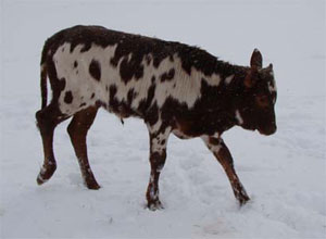 Henry had never seen white ground before. And he wasn't sure his toes liked it. (Photo by Michelle Stanley.)